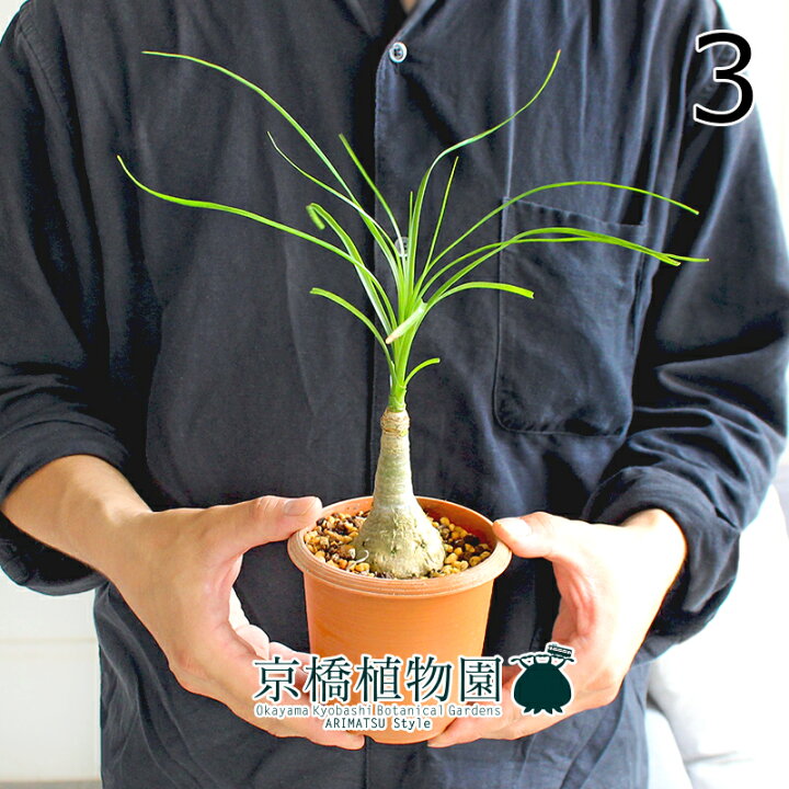 楽天市場】【現品】トックリラン/ノリナ/ポニーテール 3.5号 茶鉢 