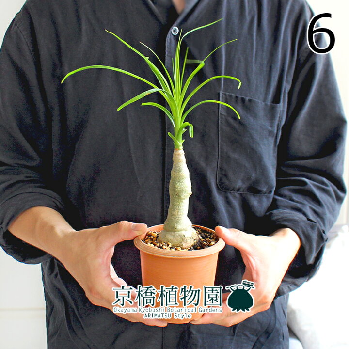 楽天市場】【現品】トックリラン/ノリナ/ポニーテール 3.5号 茶鉢 