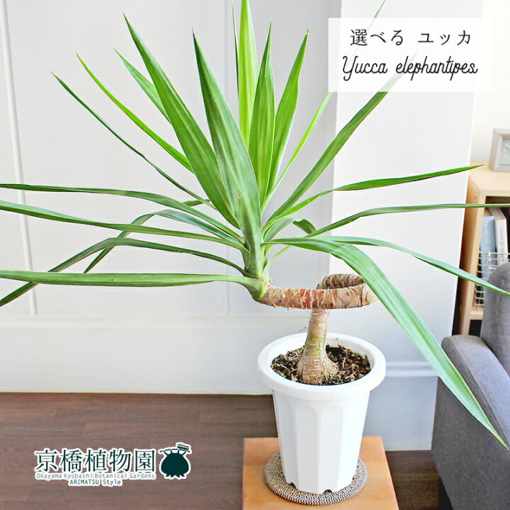 楽天市場】【15日はP5倍！】【マラソンクーポン有！】【現品】ユッカ 