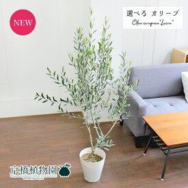 【現品】オリーブ　ルッカ　7号　白鉢【選べる観葉植物】【観葉植物/インテリア/おしゃれ/ナチュラル/鉢植え/贈り物/楽天/通販/ミドルサイズ/ホワイト/育てやすい/人気商品】