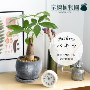 鉢 受け皿 おしゃれ 観葉植物の人気商品 通販 価格比較 価格 Com