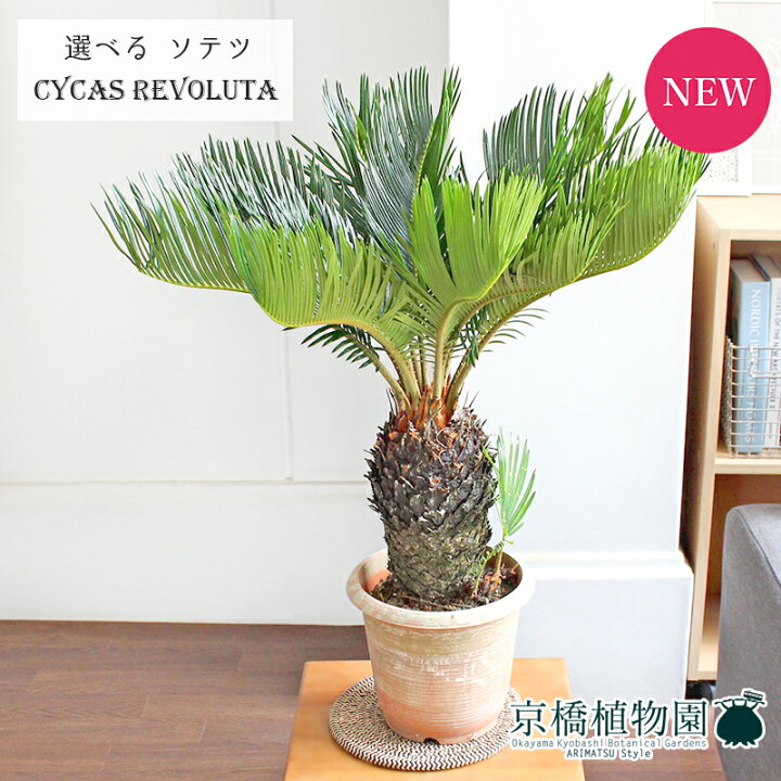 楽天市場 現品 蘇鉄 ソテツ 6号 茶鉢 6 10 選べる観葉植物 観葉植物 インテリア おしゃれ ナチュラル 鉢植え 贈り物 楽天 通販 ミドルサイズ ブラウン 育てやすい 人気商品 花のアリマツ楽天市場支店