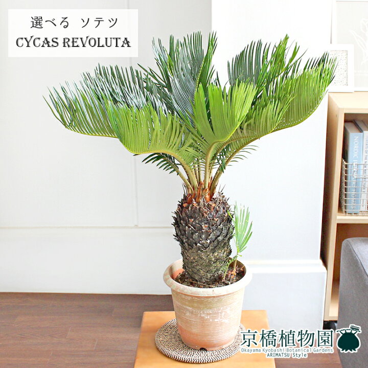 楽天市場 マラソンクーポン発行中 現品 蘇鉄 ソテツ 6号 茶鉢 1 5 選べる観葉植物 観葉植物 インテリア おしゃれ ナチュラル 鉢植え 贈り物 楽天 通販 ミドルサイズ ブラウン 育てやすい 人気商品 花のアリマツ楽天市場支店 楽天市場 マラソンクーポン発行中 現品 蘇鉄 ソテツ 6号 茶鉢 1 5 選べる観葉植物 観葉植物 インテリア おしゃれ ナチュラル 鉢植え 贈り物 楽天 通販 ミドルサイズ ブラウン 育てやすい 人気商品 花のアリマツ楽天市場支店