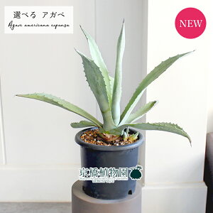 yizAKxEAJ[iEGNXpT@8@i1`4jyIׂϗtAzyϗtA/CeA//i`/A/蕨/yV/ʔ/~hTCY/ubN/ɋ