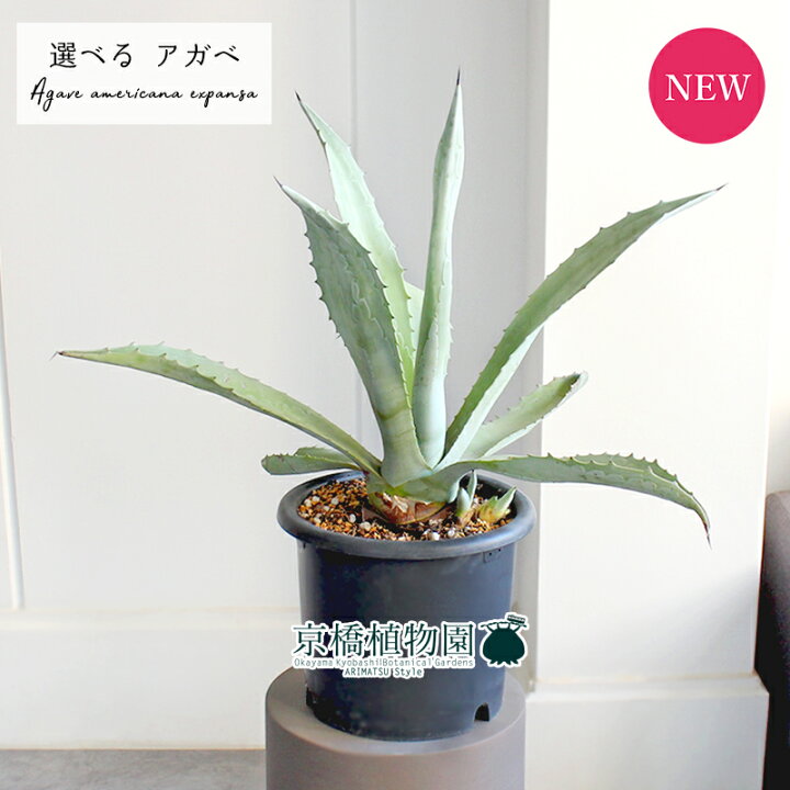 楽天市場】【15日はP5倍！】【マラソンクーポン有！】【現品】アガベ 