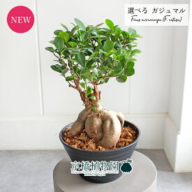 【SSクーポンあり】【現品】ガジュマル　7号　黒セラアート鉢【選べる観葉植物】【観葉植物/インテリア/おしゃれ/ナチュラル/鉢植え/贈り物/楽天/通販/ミドルサイズ/ブラック/育てやすい/人気商品/再入荷】