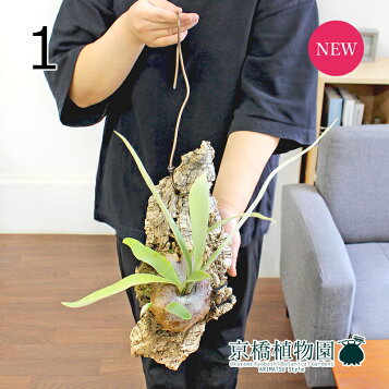 楽天市場】おしゃれ 観葉植物：ビカクシダ コウモリラン ネザーランド 
