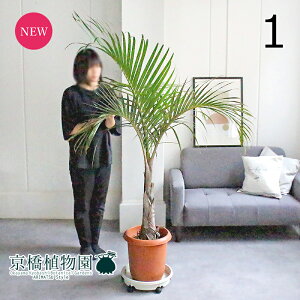 yizgbNhL@10@i1jyϗtA/CeA//i`/A/蕨/yV/ʔ/[WTCY/^/uE/lCiz