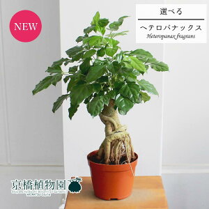 モダン 置物 観葉植物の人気商品 通販 価格比較 価格 Com