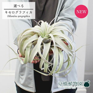 観葉植物 キセログラフィカの人気商品 通販 価格比較 価格 Com