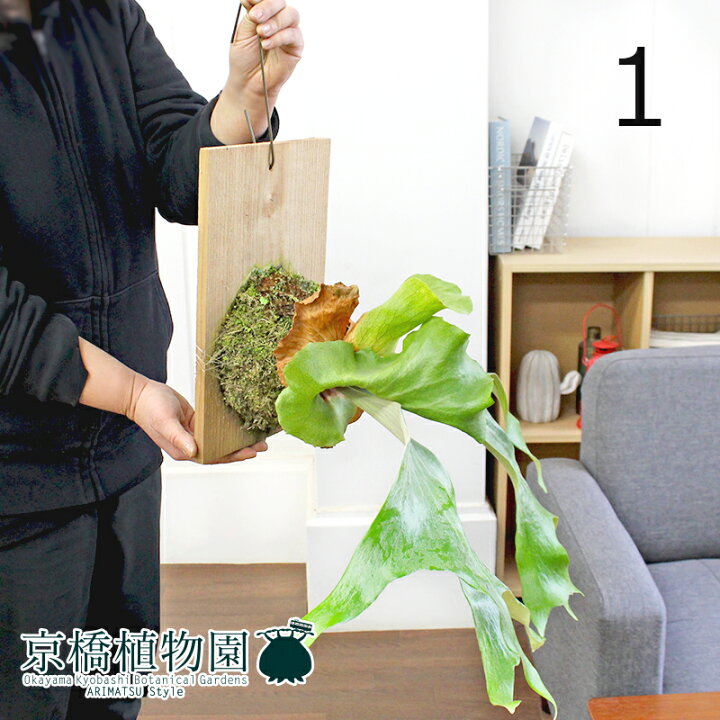 楽天市場】【現品】コウモリラン・ステマリア 板付き 吊り下げ【選べる 
