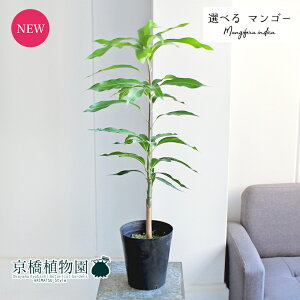 yubNtCf[N[|LIzyiz}S[@6@yIׂϗtAzyϗtA/CeA//i`/A/蕨/yV/ʔ/~hTCY/ubN/lC