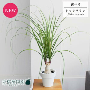 観葉植物 ポニーテールの人気商品 通販 価格比較 価格 Com