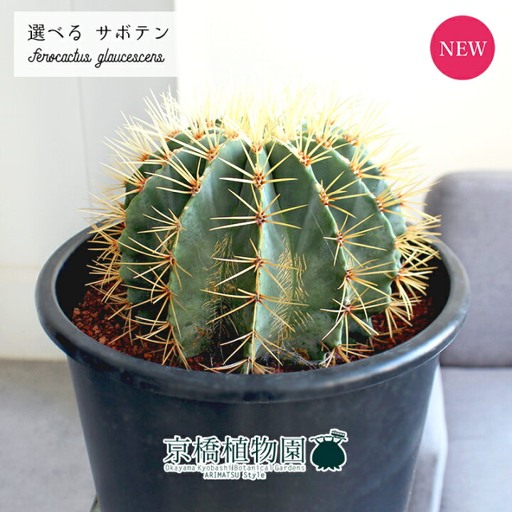 楽天市場】【1日はP7倍！】【現品】サボテン 王冠竜 8号 黒鉢【選べる 