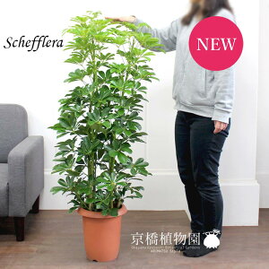 y25P5{IzyubNtCf[N[|LIzVFt@O[@8y~hTCYz