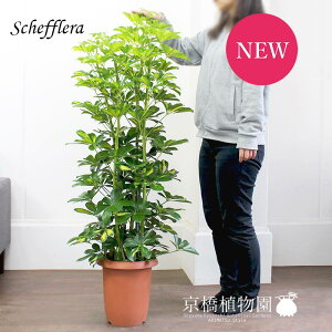 y25P5{IzyubNtCf[N[|LIzVFt@@8yzRJ|bNzy~hTCYz