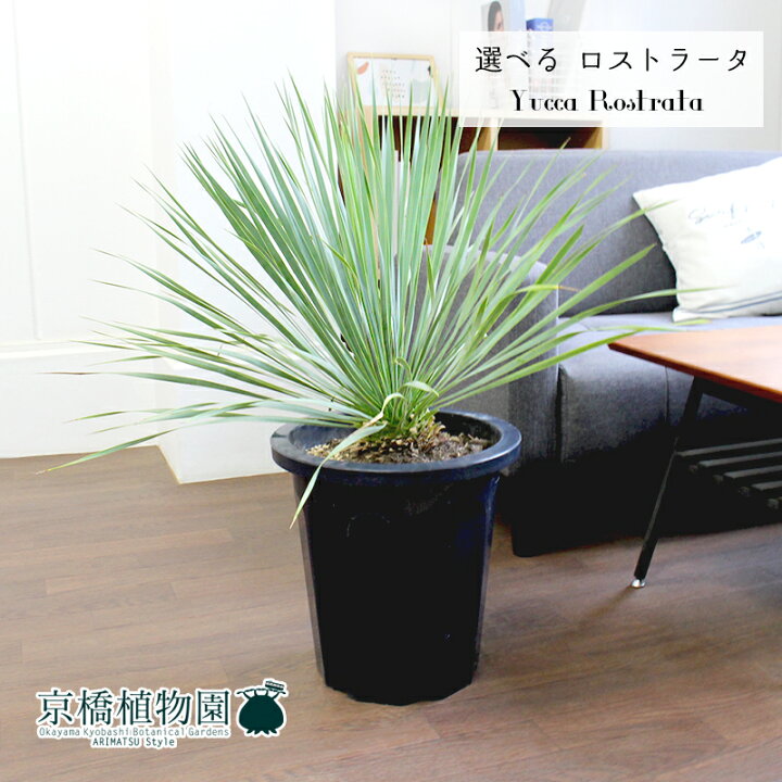 楽天市場 現品 ユッカ ロストラータ 10号 選べる観葉植物 インテリア おしゃれ 人気 楽天 通販 ギフト プレゼント 花のアリマツ楽天 市場支店