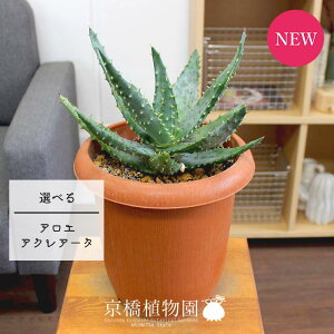アロエ おしゃれ 観葉植物の人気商品 通販 価格比較 価格 Com アロエ おしゃれ 観葉植物の人気商品 通販 価格比較 価格 Com