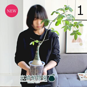 yizAfjAEOEJ/@5@NAXbgi1jyϗtA/CeA//i`/A/蕨/yV/ʔ/X[TCY//A/ʌz