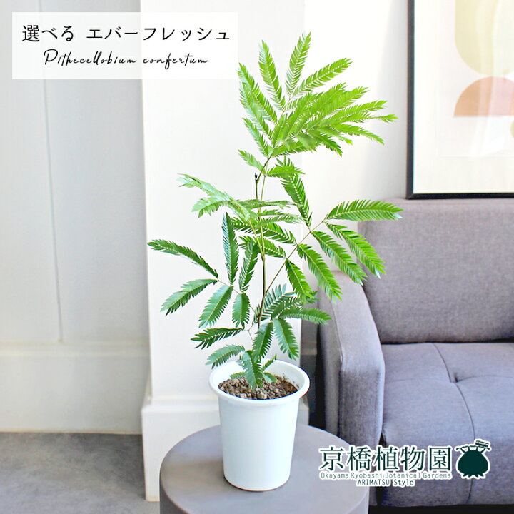 楽天市場】【マラソンクーポン有！】【現品】ネムノキ 