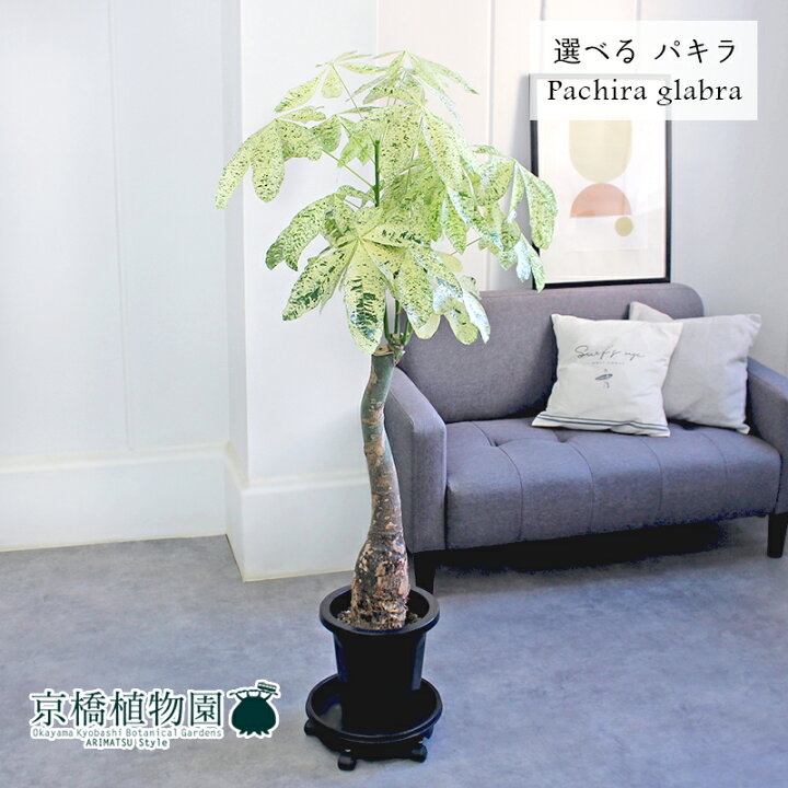 楽天市場】【現品】パキラ・ミルキーウェイ 8号 黒鉢【選べる観葉植物 