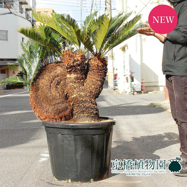 楽天市場 現品 獅子ソテツ 口径60cm 90l鉢 観葉植物 インテリア おしゃれ ナチュラル 鉢植え 贈り物 楽天 通販 特大サイズ 大型 育てやすい 黒 ブラック 花のアリマツ楽天市場支店