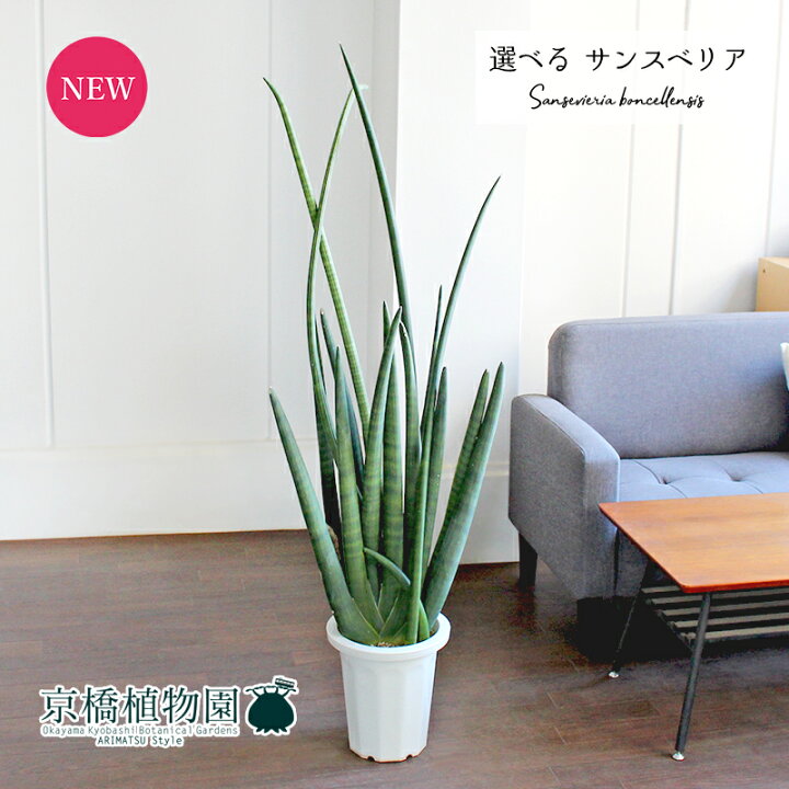 楽天市場】【現品】サンスベリア・ボンセレンシス 8号【選べる観葉植物 