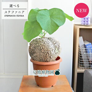 観葉植物 いもの人気商品 通販 価格比較 価格 Com