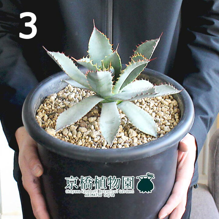 楽天市場 現品 アガベ グアダラハラナ レオン 8号 選べる観葉植物 植物 置物 モダン インテリア おしゃれ 人気 引越し祝い 開店祝い 新築祝い 転居祝い お祝い 楽天 通販 鉢植え育てやすい 観葉 ギフト プレゼント 花のアリマツ楽天市場支店