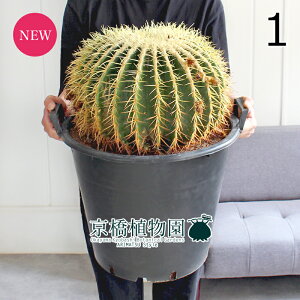 【30日はP5倍!】【マラソンクーポン有】【現品】サボテン 金鯱(キンシャチ) 15号(1)【観葉植物/インテリア/おしゃれ/ナチュラル/鉢植え/贈り物/楽天/通販/黒/ブラック/特大サイズ/大