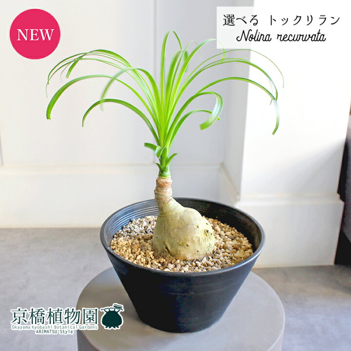 楽天市場】【現品】トックリラン/ノリナ/ポニーテール 曲がり 7号 黒 