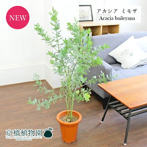 【マラソンクーポン有】アカシア・ミモザ(銀葉アカシア) 7号 茶鉢【観葉植物/インテリア/おしゃれ/ナチュラル/鉢植え/贈り物/楽天/通販/ミドルサイズ/ブラウン/寒さに強い/人気商品/ギ