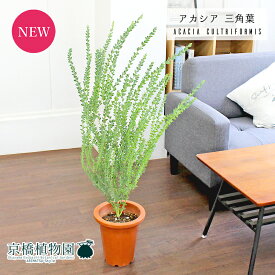 【30日はP5倍！】【SS特価品】アカシア・カルトリフォラミス（三角葉）　7号　茶鉢【観葉植物/インテリア/おしゃれ/ナチュラル/鉢植え/贈り物/楽天/通販/ミドルサイズ/ブラウン/寒さに強い/人気商品/ギフト/プレゼント】【大型】