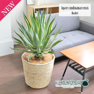 y1P7{IzAKxExlYG 10yoXPbgJo[t/AC{[zy[WTCYz