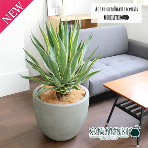 AKxExlYG 10y[hCg EhJo[zy[WTCYz