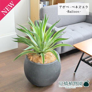y10P5{IzAKxExlYG 8yo[Jo[t/AeB[NuEzy~hTCYz