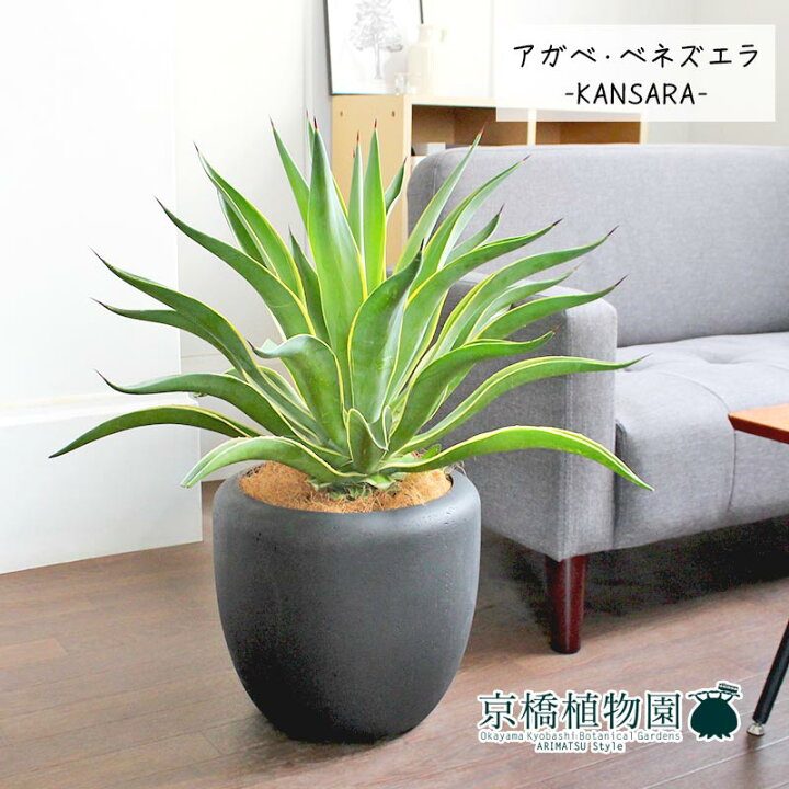 楽天市場】アガベ・ベネズエラ 8号【カンサラ鉢カバー付き/ブラック 