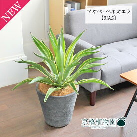 楽天市場 アガベ ベネズエラ 花 ガーデン Diy の通販 楽天市場 アガベ ベネズエラ 花 ガーデン Diy の通販