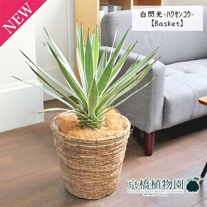 y5P5{IzySSN[|zySSizAKx@MinNZREj 8yoXPbgJo[t/uEzy~hTCYz