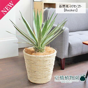 y5P5{IzySSN[|zySSizAKx@MinNZREj 8yoXPbgJo[t/AC{[zy~hTCYz