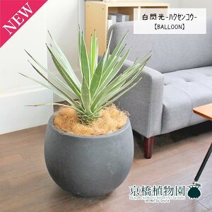 AKx@MinNZREj 8yo[Jo[t/AeB[NuEzy~hTCYz