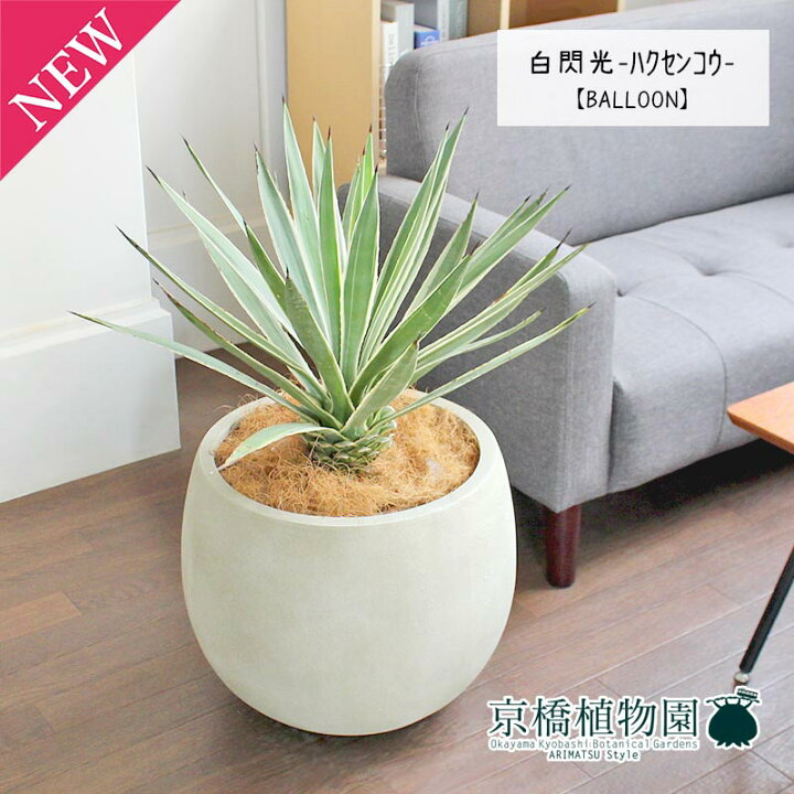 楽天市場】アガベ 白閃光（ハクセンコウ） 8号【バルーン鉢カバー付き 