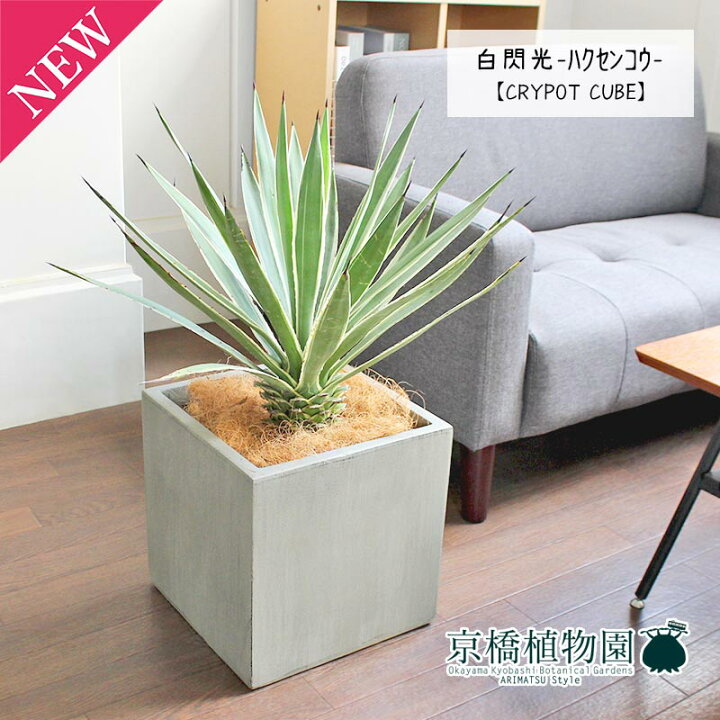 楽天市場】【15日はP5倍！】【マラソンクーポン有！】【スターター 