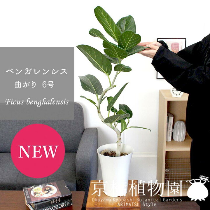 楽天市場 フィカス ベンガレンシス 6号 曲がり 白鉢 インテリア おしゃれ 人気 楽天 通販 ギフト プレゼント 花のアリマツ楽天市場支店