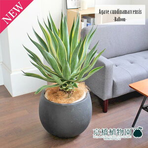 観葉植物 10号 アガベの人気商品 通販 価格比較 価格 Com