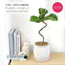 【SS特価品】【ステララウンドL/受け皿付き】カシワバゴムノキ バンビーノ 曲がり【観葉植物　インテリア おしゃれ 人気 引越し祝い 開店祝い 新築祝い お祝い 楽天 通販　観葉 ギフト プレゼント】4G