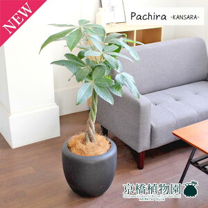 y25P5{IzyubNtCf[N[|LIzpL7yJTJo[t/ubNzy~hTCY/CeA/j/JXj/zj/Vzj/Mtg/v[g/