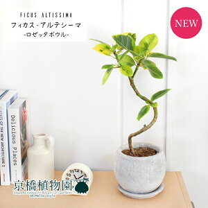 y30P5{Izy[b^{ESTCY/zCgztBJXEAeV[}@Ȃy󂯎MtzyƂ^z4G