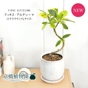 y25P5{IzyubNtCf[N[|LIzyXeEhL/󂯎MtztBJXEAeV[}@ȂyϗtA@CeA  lC zj JXj Vzj