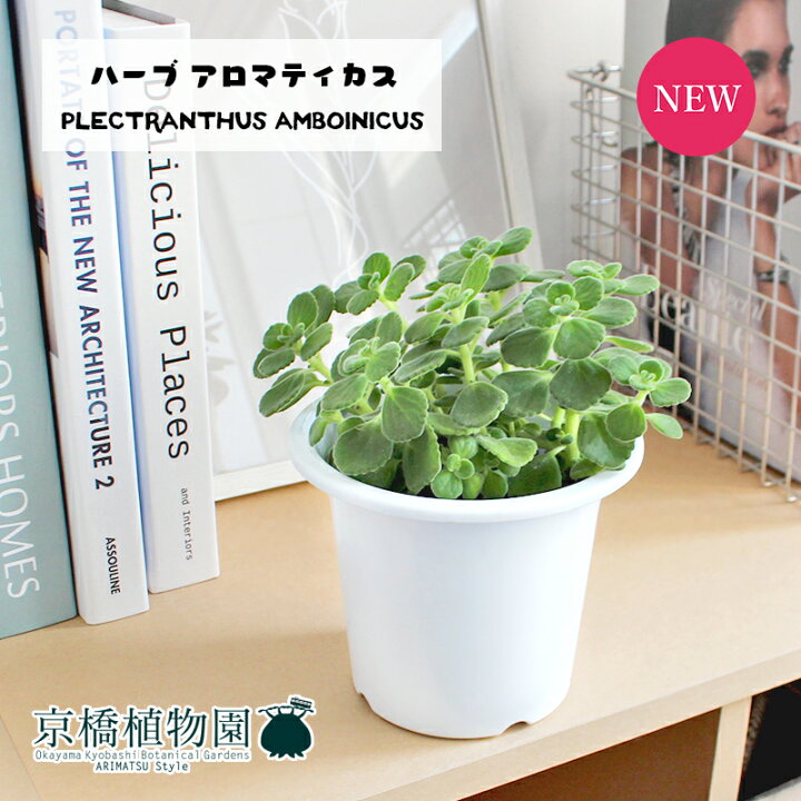 楽天市場 日はp5倍 ハーブ アロマティカス 4号 植物 インテリア おしゃれ 人気 引越し祝い 開店祝い 新築祝い お祝い 楽天 通販 鉢植え観葉 ギフト プレゼント 花のアリマツ楽天市場支店